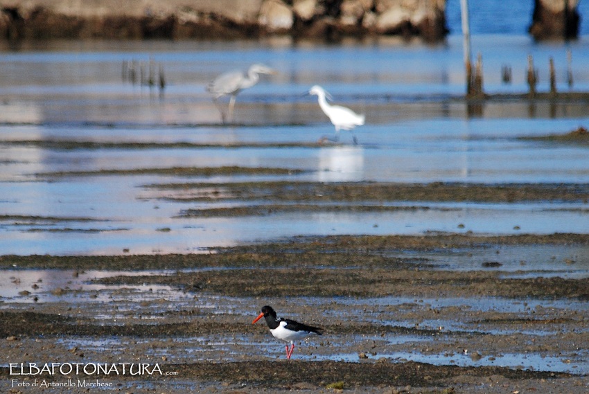 Beccacce di Mare (Haematopus ostralegus)